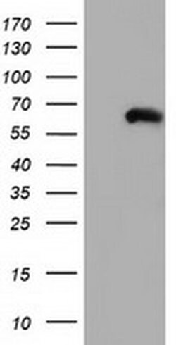 CORO1B Mouse anti-Human, Clone: OTI3D10, liquid, TrueMAB 30 &mu;L; Unconjugated:Antibodies,