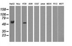 CORO1B Mouse anti-Human, Clone: OTI3D10, liquid, TrueMAB 30 &mu;L; Unconjugated:Antibodies,