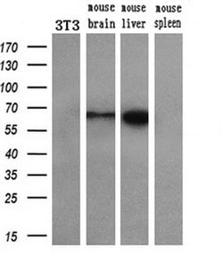 CORO1B Mouse anti-Human, Clone: OTI3D10, liquid, TrueMAB 30 &mu;L; Unconjugated:Antibodies,