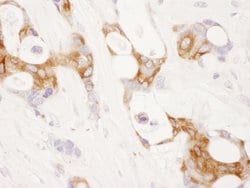 COX-2 Rabbit anti-Human, Polyclonal, Bethyl Laboratories 100 &mu;l; Unlabeled:Antibodies,