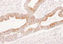 COX-2 Rabbit anti-Human, Polyclonal, Bethyl Laboratories 100 &mu;l; Unlabeled:Antibodies,