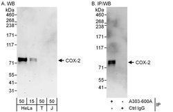COX-2 Rabbit anti-Human, Polyclonal, Bethyl Laboratories 100 &mu;l; Unlabeled:Antibodies,