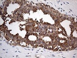 COX17 Monoclonal Antibody (OTI2D7), TrueMAB , OriGene:Antibodies:Primary