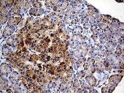 COX17 Monoclonal Antibody (OTI2D7), TrueMAB , OriGene 100 &mu;L; Unconjugated:Antibodies,