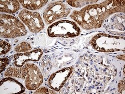 COX17 Monoclonal Antibody (OTI2D7), TrueMAB , OriGene 100 &mu;L; Unconjugated:Antibodies,