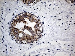 COX17 Monoclonal Antibody (OTI7H5), TrueMAB , OriGene:Antibodies:Primary
