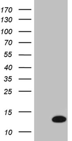 COX17 Monoclonal Antibody (OTI2D7), TrueMAB , OriGene:Antibodies:Primary