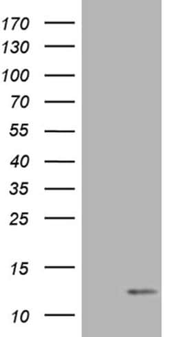 COX17 Monoclonal Antibody (OTI7H5), TrueMAB , OriGene 100 &mu;L; Unconjugated:Antibodies,