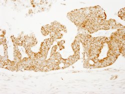 COX4 Polyclonal Antibody, Bethyl Laboratories 10 &mu;l; Unlabeled:Antibodies,
