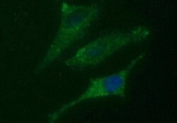 COX4NB Mouse anti-Human, Clone: OTI5G1, lyophilized, TrueMAB 100 &mu;g;