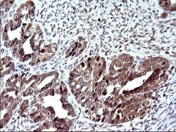 COX4NB Monoclonal Antibody (OTI2A4), TrueMAB , OriGene 100 &mu;L; Unconjugated:Antibodies,