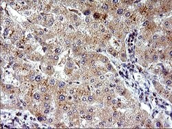 COX4NB Monoclonal Antibody (OTI2A4), TrueMAB , OriGene 100 &mu;L; Unconjugated:Antibodies,