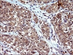 COX4NB Monoclonal Antibody (OTI2A4), TrueMAB , OriGene:Antibodies:Primary