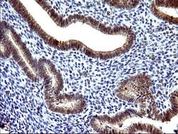 COX4NB Monoclonal Antibody (OTI2A4), TrueMAB , OriGene 100 &mu;L; Unconjugated:Antibodies,