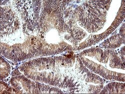 COX4NB Monoclonal Antibody (OTI2A4), TrueMAB , OriGene 100 &mu;L; Unconjugated:Antibodies,