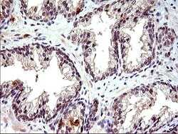 COX4NB Monoclonal Antibody (OTI2A4), TrueMAB , OriGene 100 &mu;L; Unconjugated:Antibodies,