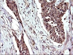 COX4NB Monoclonal Antibody (OTI2A4), TrueMAB , OriGene 100 &mu;L; Unconjugated:Antibodies,