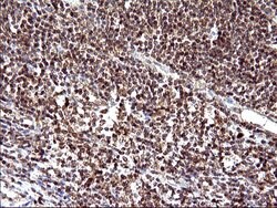 COX4NB Monoclonal Antibody (OTI2A4), TrueMAB , OriGene 100 &mu;L; Unconjugated:Antibodies,