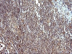 COX4NB Monoclonal Antibody (OTI2A4), TrueMAB , OriGene:Antibodies:Primary