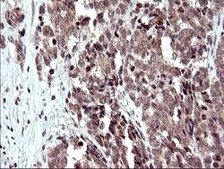 COX4NB Monoclonal Antibody (OTI2A4), TrueMAB , OriGene 100 &mu;L; Unconjugated:Antibodies,