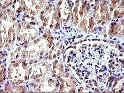 COX4NB Monoclonal Antibody (OTI2A4), TrueMAB , OriGene 100 &mu;L; Unconjugated:Antibodies,