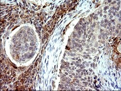 COX4NB Mouse anti-Human, Clone: OTI1D6, liquid, TrueMAB 100 &mu;L; Unconjugated:Antibodies,