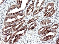 COX4NB Mouse anti-Human, Clone: OTI1D6, liquid, TrueMAB 100 &mu;L; Unconjugated:Antibodies,