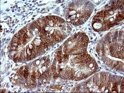 COX4NB Mouse anti-Human, Clone: OTI1D6, liquid, TrueMAB 100 &mu;L; Unconjugated:Antibodies,