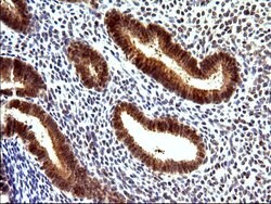 COX4NB Mouse anti-Human, Clone: OTI1D6, liquid, TrueMAB 100 &mu;L; Unconjugated:Antibodies,