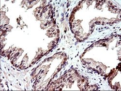 COX4NB Mouse anti-Human, Clone: OTI1D6, liquid, TrueMAB 100 &mu;L; Unconjugated:Antibodies,