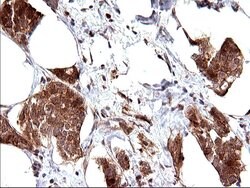 COX4NB Mouse anti-Human, Clone: OTI1D6, liquid, TrueMAB 100 &mu;L; Unconjugated:Antibodies,