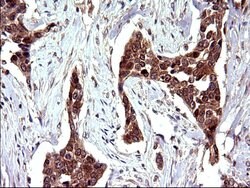 COX4NB Mouse anti-Human, Clone: OTI1D6, liquid, TrueMAB 100 &mu;L; Unconjugated:Antibodies,
