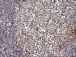 COX4NB Mouse anti-Human, Clone: OTI1D6, liquid, TrueMAB 100 &mu;L; Unconjugated:Antibodies,