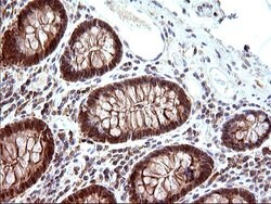COX4NB Mouse anti-Human, Clone: OTI1D6, liquid, TrueMAB 100 &mu;L; Unconjugated:Antibodies,