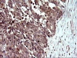 COX4NB Mouse anti-Human, Clone: OTI1D6, liquid, TrueMAB 100 &mu;L; Unconjugated:Antibodies,