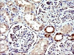 COX4NB Mouse anti-Human, Clone: OTI1D6, liquid, TrueMAB 100 &mu;L; Unconjugated:Antibodies,