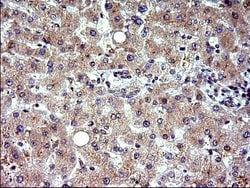 COX4NB Mouse anti-Human, Clone: OTI1D6, liquid, TrueMAB 100 &mu;L; Unconjugated:Antibodies,