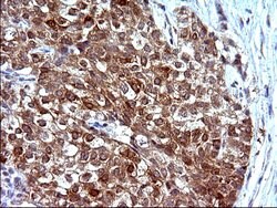 COX4NB Mouse anti-Human, Clone: OTI1D6, liquid, TrueMAB 100 &mu;L; Unconjugated:Antibodies,