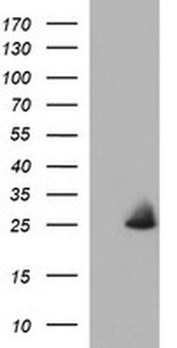 COX4NB Monoclonal Antibody (OTI4F3), TrueMAB , OriGene 30 &mu;L | Buy Online | Origene Technologies | Fisher Scientific