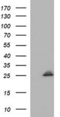 COX4NB Mouse anti-Human, Clone: OTI5G1, lyophilized, TrueMAB 100 &mu;g;