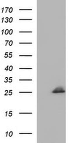 COX4NB Monoclonal Antibody (OTI5G1), TrueMAB , OriGene:Antibodies:Primary