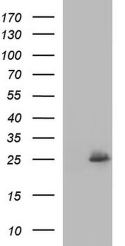 COX4NB Monoclonal Antibody (OTI2A4), TrueMAB , OriGene 100 &mu;L; Unconjugated:Antibodies,