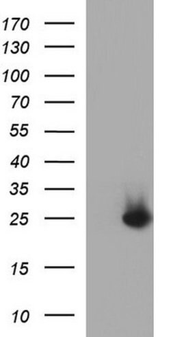 COX4NB Mouse anti-Human, Clone: OTI1D6, liquid, TrueMAB 100 &mu;L; Unconjugated:Antibodies,