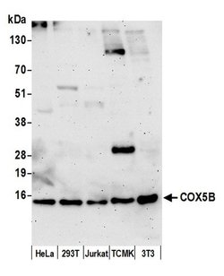 COX5B Polyclonal Antibody, Bethyl Laboratories:Antibodies:Primary Antibodies
