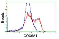 COX6A1 Monoclonal Antibody (OTI3F1), TrueMAB , OriGene:Antibodies:Primary