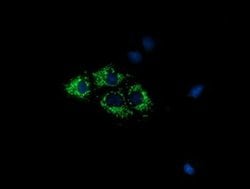 COX6A1 Monoclonal Antibody (OTI3F1), TrueMAB , OriGene 100 &mu;L; Unconjugated:Antibodies,