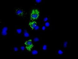 COX6A1 Monoclonal Antibody (OTI6H8), TrueMAB , OriGene 30 &mu;L; Unconjugated:Antibodies,