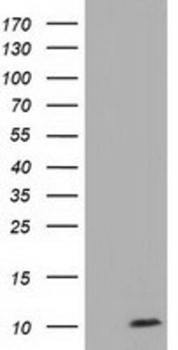 COX6A1 Mouse anti-Human, Clone: OTI2H6, lyophilized, TrueMAB 100 &mu;g;