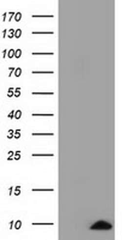 COX6A1 Monoclonal Antibody (OTI4G2), TrueMAB , OriGene 30 &mu;L; Unconjugated:Antibodies,