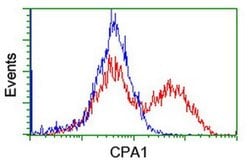 CPA1 (Carboxypeptidase A1) Monoclonal Antibody (OTI2E3), TrueMAB , OriGene